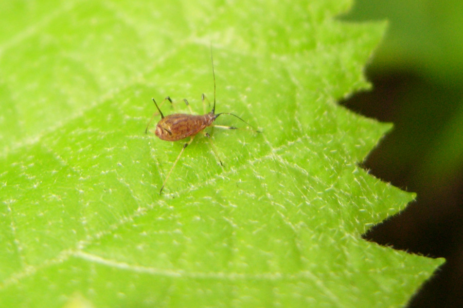 Omotteri: afidi e Cercopis sp